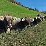 Zaustoi Altes Haus Wildschoenau