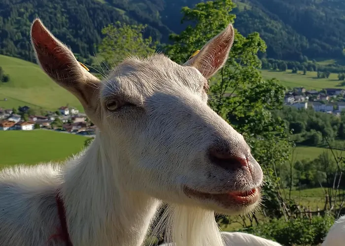 Lejlighed Zaustoi Altes Haus *