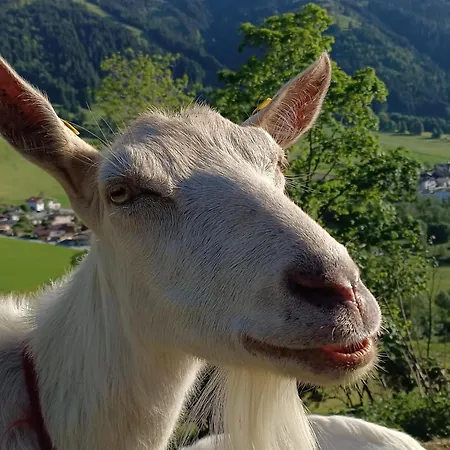 Apartment Zaustoi Altes Haus *